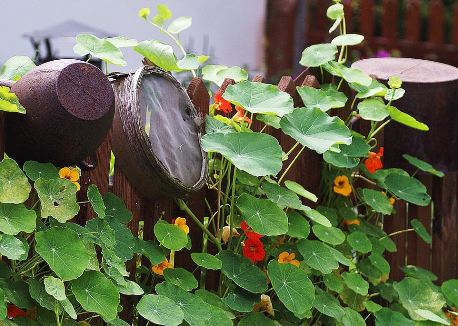 Bir çit tasarım seçeneği olarak yumrulu nasturtium