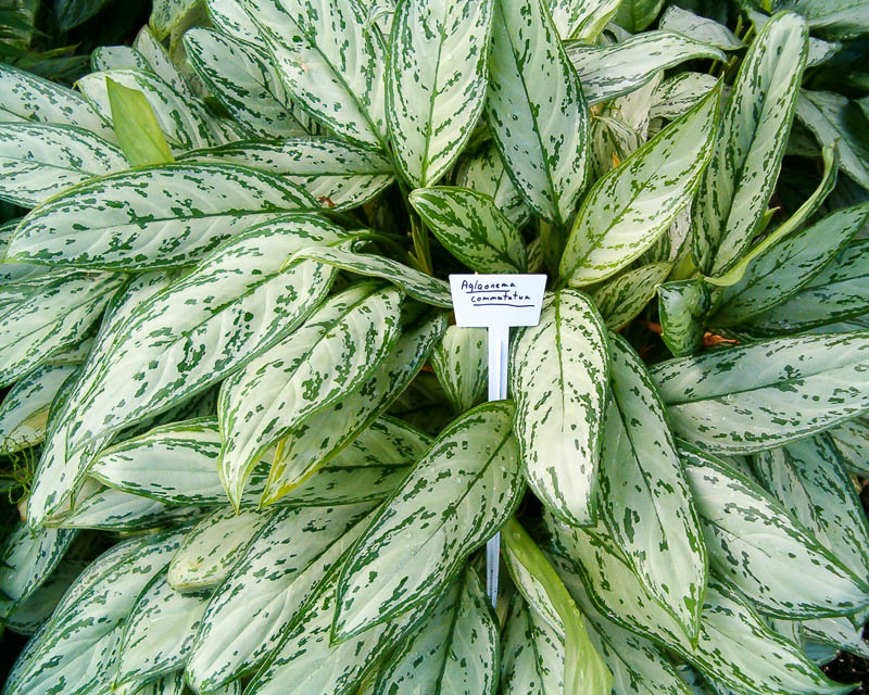 Aglaonema قابل للتغيير مع غلبة الصباغ الأبيض