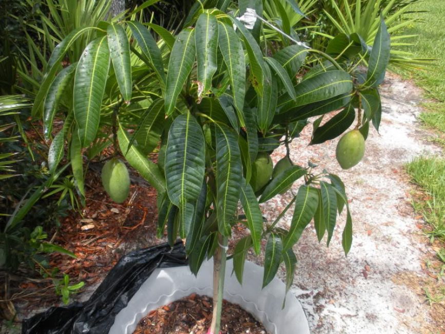 mangue à la maison