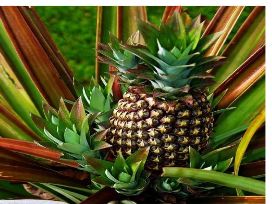 Ananas avec plusieurs cônes de croissance