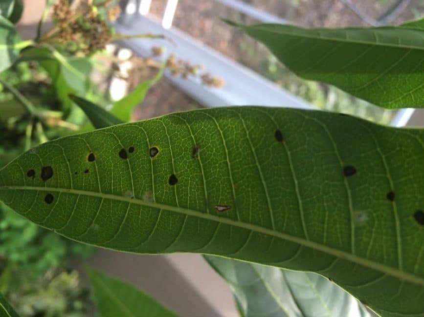 Lésions foliaires avec anthracnose