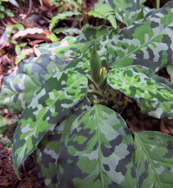 رسم Aglaonema