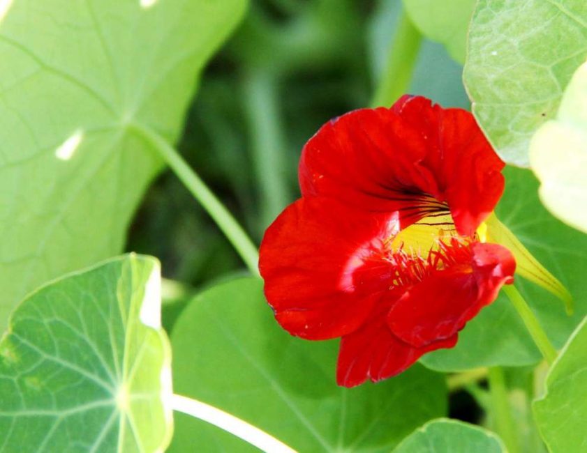 kalkan nasturtium