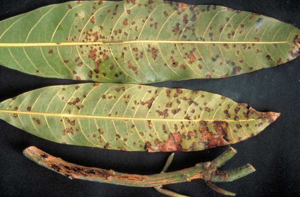 Dommages aux feuilles de mangue avec bactériose