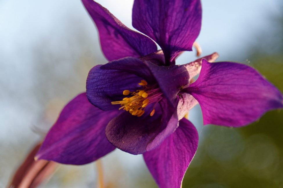 Aquilegia الوريد المظلم