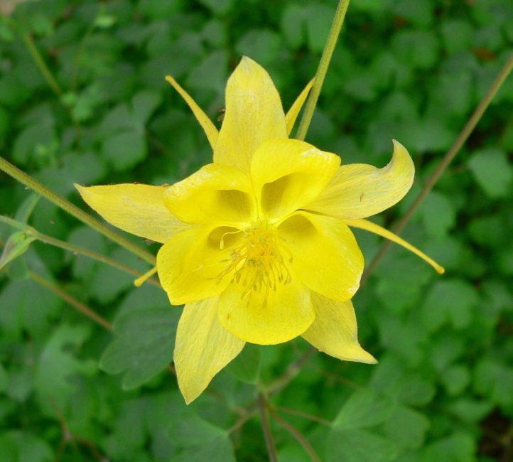 Aquilegia aureus