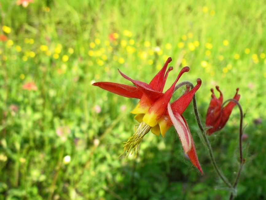 Aquilegia الكندي