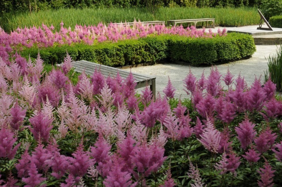 Astilbes في تصميم المناظر الطبيعية