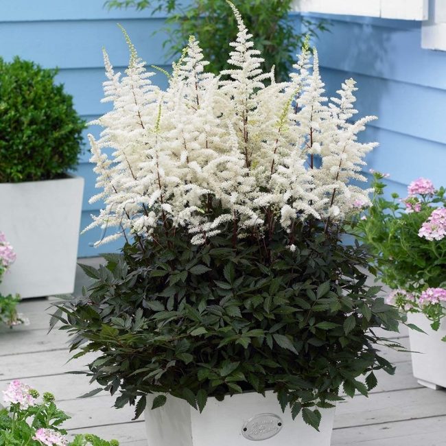 astilbe في قدر