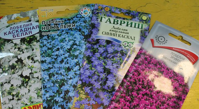 lobelia seeds