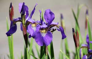 Irises: description, types and varieties, planting in open ground and care (150+ Photos & Videos) + Reviews