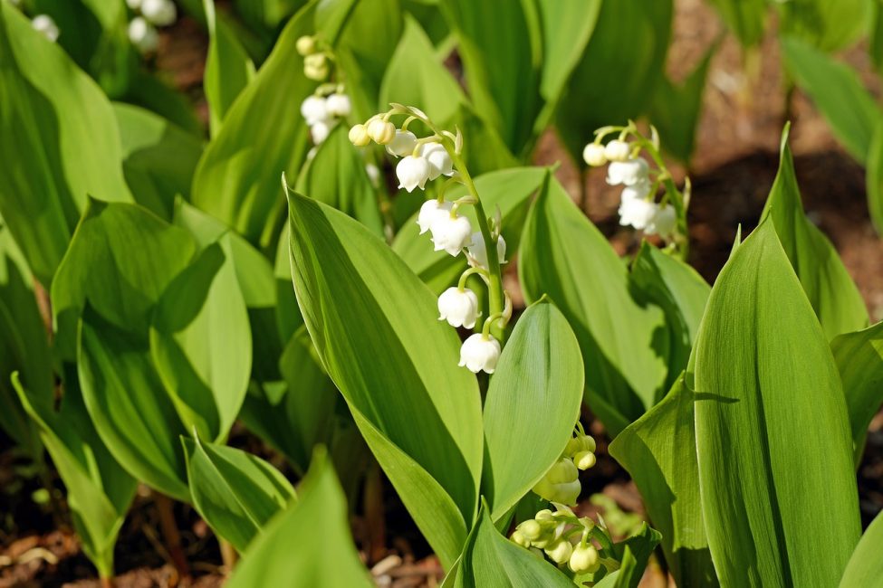 زنبق الوادي Convallaria Majalis