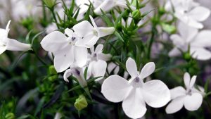 Lobelia: description, planting and care, when it should be sown, description of varieties (50 Photos & Videos) + Reviews