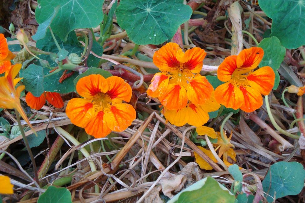 Nasturtium yetiştirmek için habitatına dikkat etmeniz gerekir.