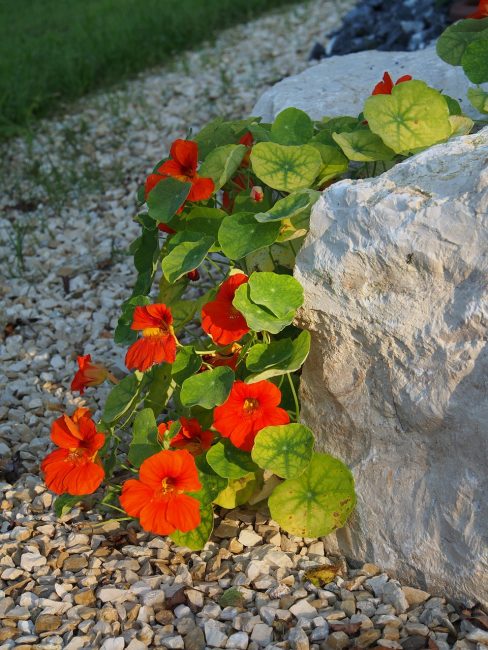 Kayalık bir slayt için çok yapraklı bir çeşit kullanma