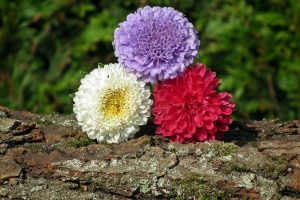 Perennial asters: description of 13 species, care and planting at home, methods of propagation and cultivation from seeds (Photo & Video) + Reviews