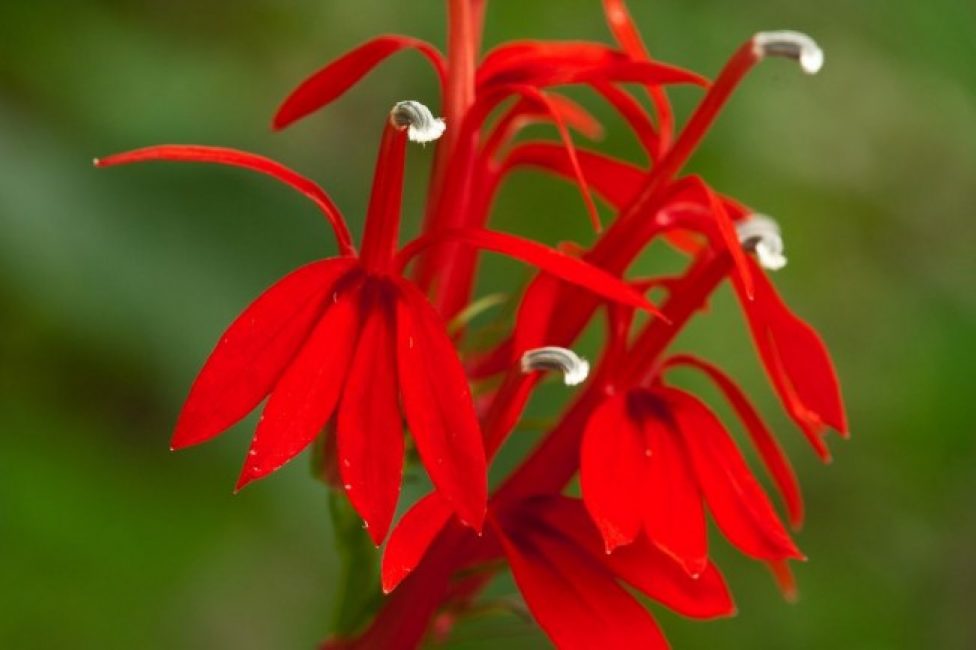 Lobelia fiery