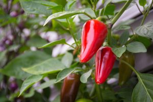 Pepper: description, growing from seeds, planting in open ground and care (Photo & Video) + Reviews