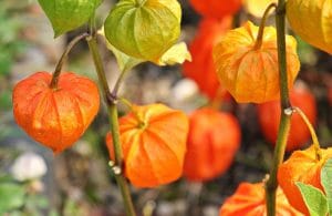 Physalis: beschrijving, zaailingen kweken, in de volle grond planten en ervoor zorgen, nuttige medische en culinaire eigenschappen (30 foto