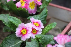 Primula: description, varieties for home growing from seeds, compliance with the rules of cultivation and care (50+ Photos & Videos) + Reviews