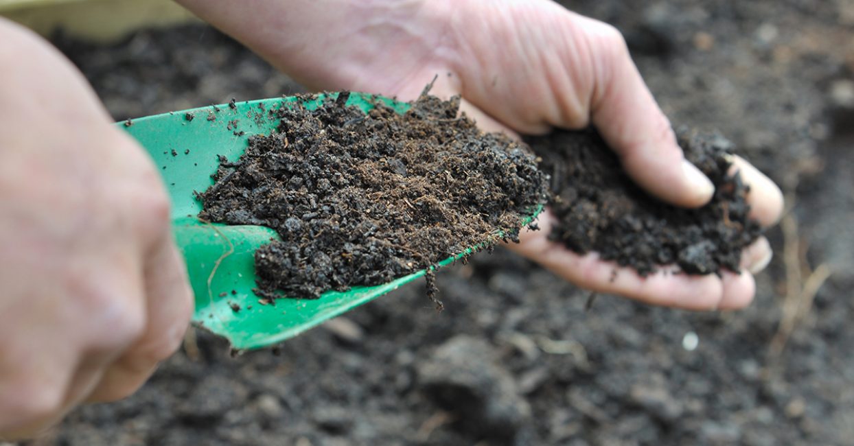 Soil preparation for planting daisies