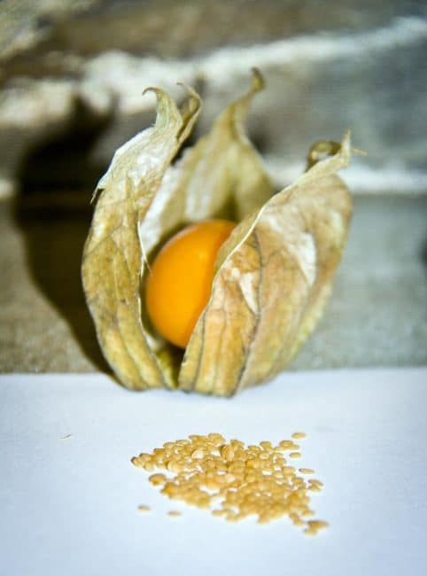 بذور Physalis