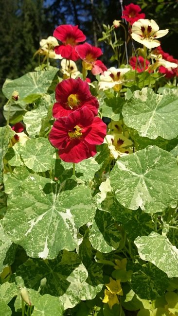 alacalı nasturtiums