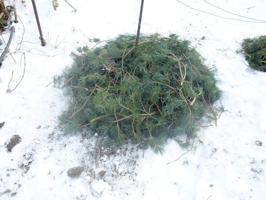 An example of sheltering plants with needles for better wintering