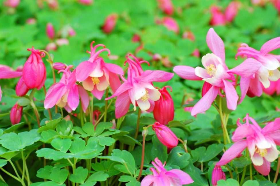 Aquilegia على شكل مروحة