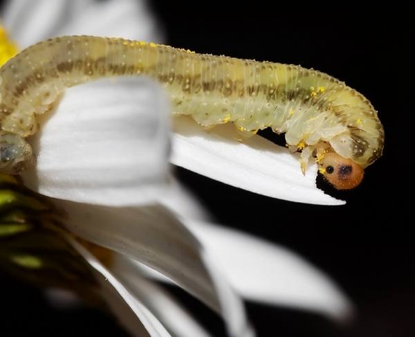 Killing a blooming daisy. caterpillar eats a plant