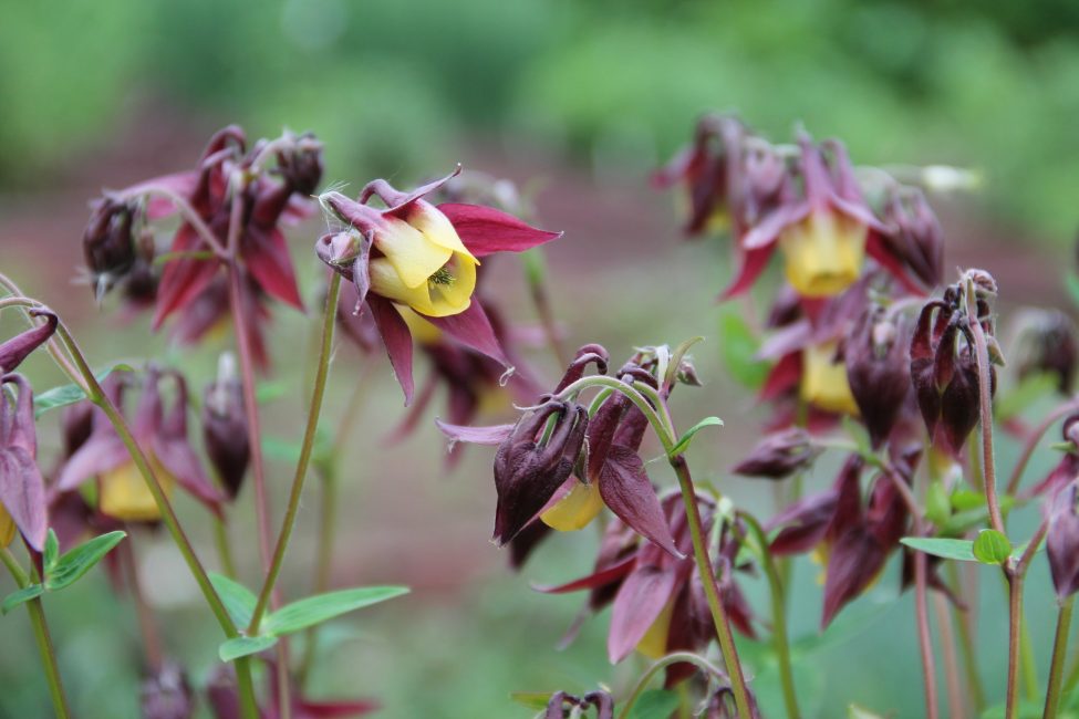 Aquilegia oxysepala (حاد sepal)