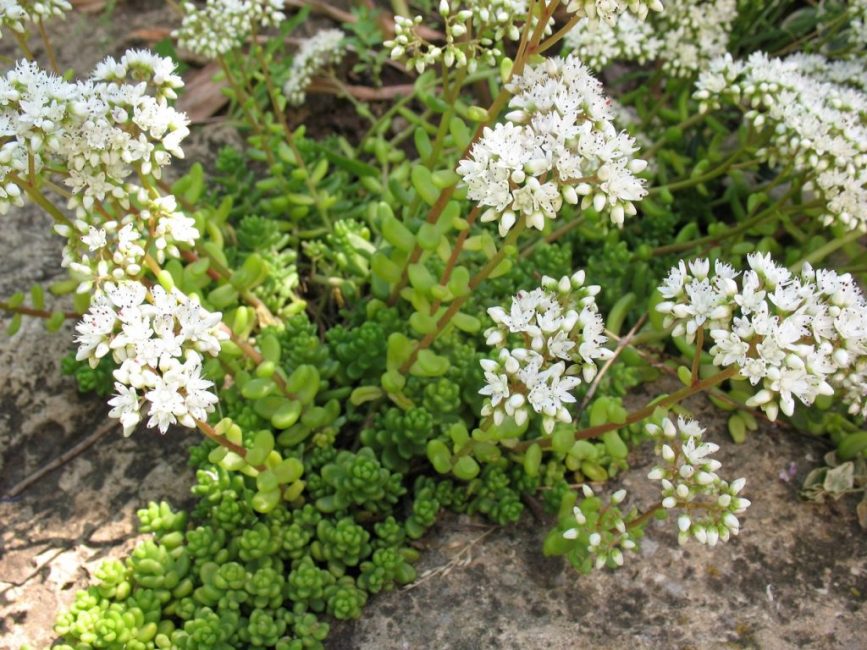 Stonecrop white