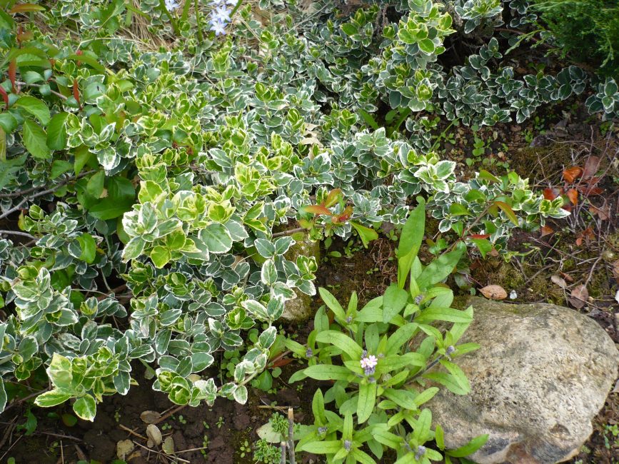 Euonymus Argenteo-variegata