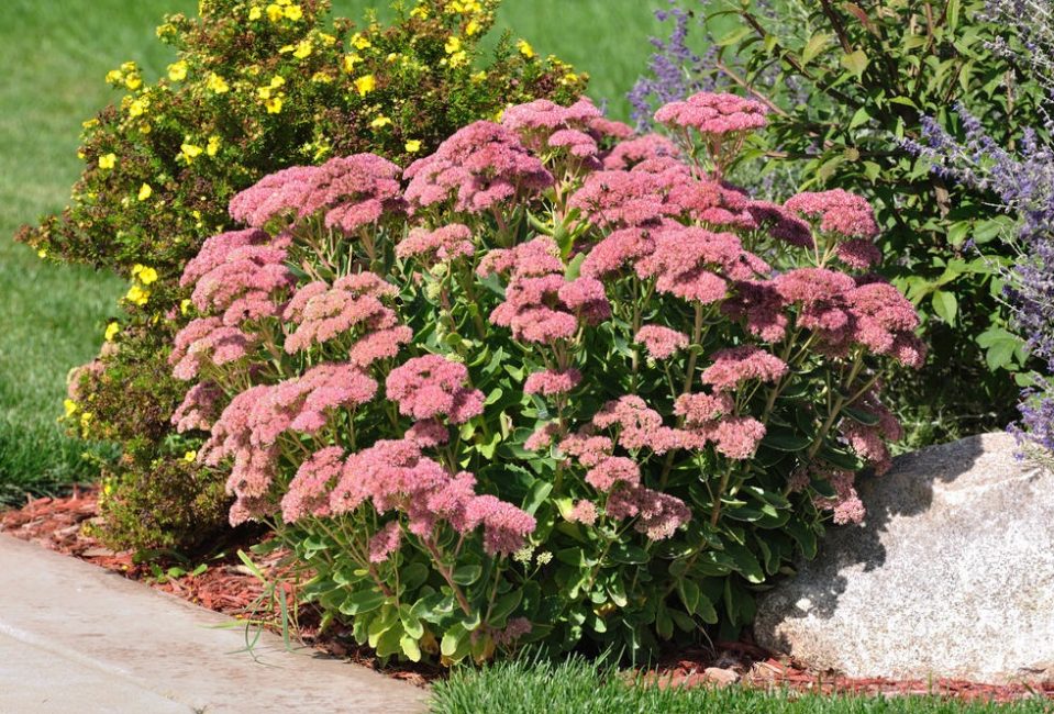 Stonecrop Prominent