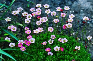 Saxifrage: description, types and varieties, reproduction, growing from seeds, planting in open ground, care (110+ Photos & Videos) + Reviews