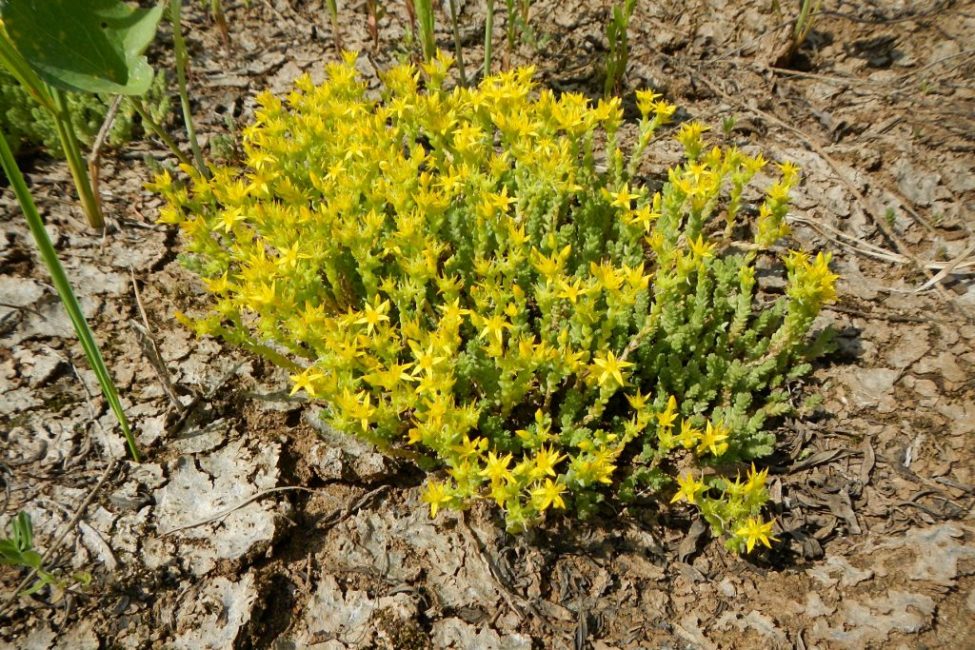 caustic stonecrop