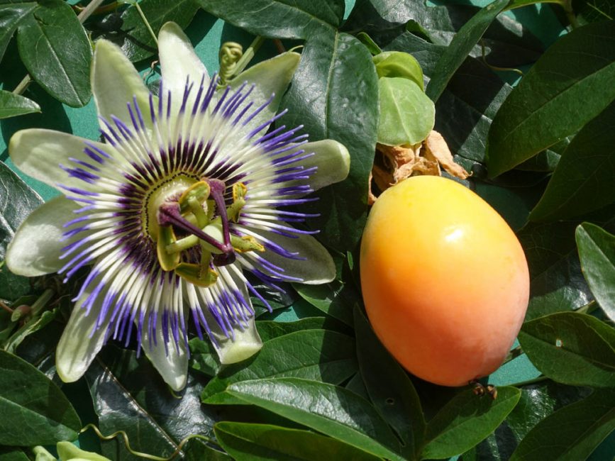 زهرة Passiflora وفاكهة زهرة الآلام