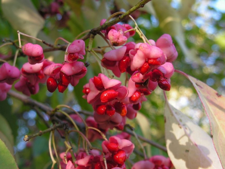 Euonymus Maackii