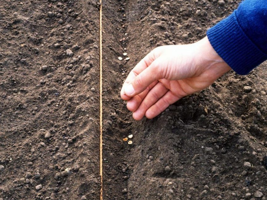 The process of planting in open ground