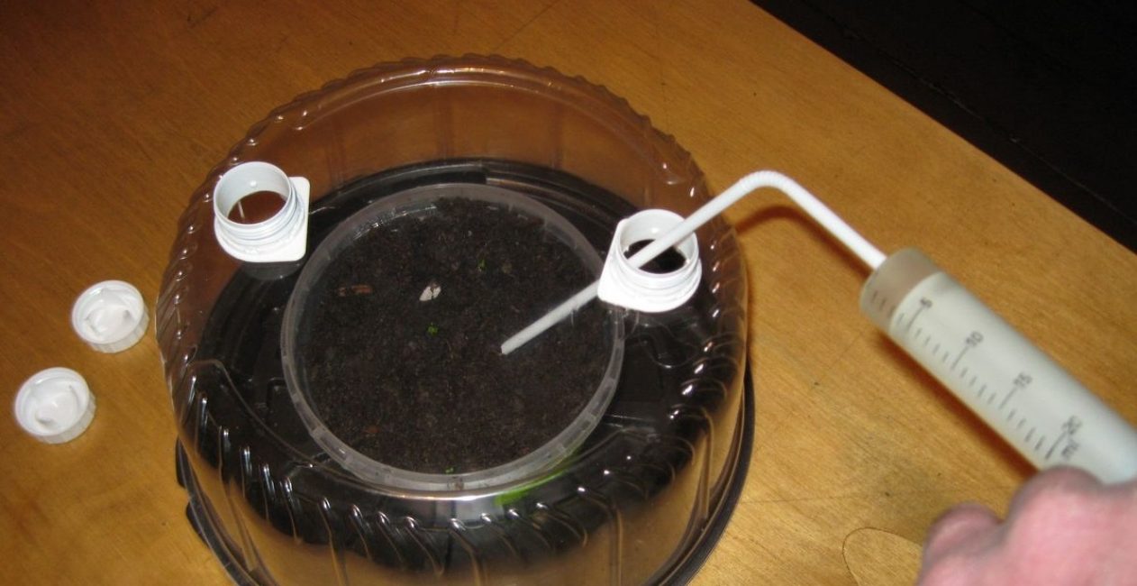 Homemade mini greenhouse from a cake lid with the possibility of ventilation and watering