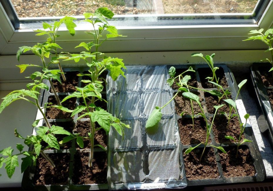 Seedlings on the windowsill.