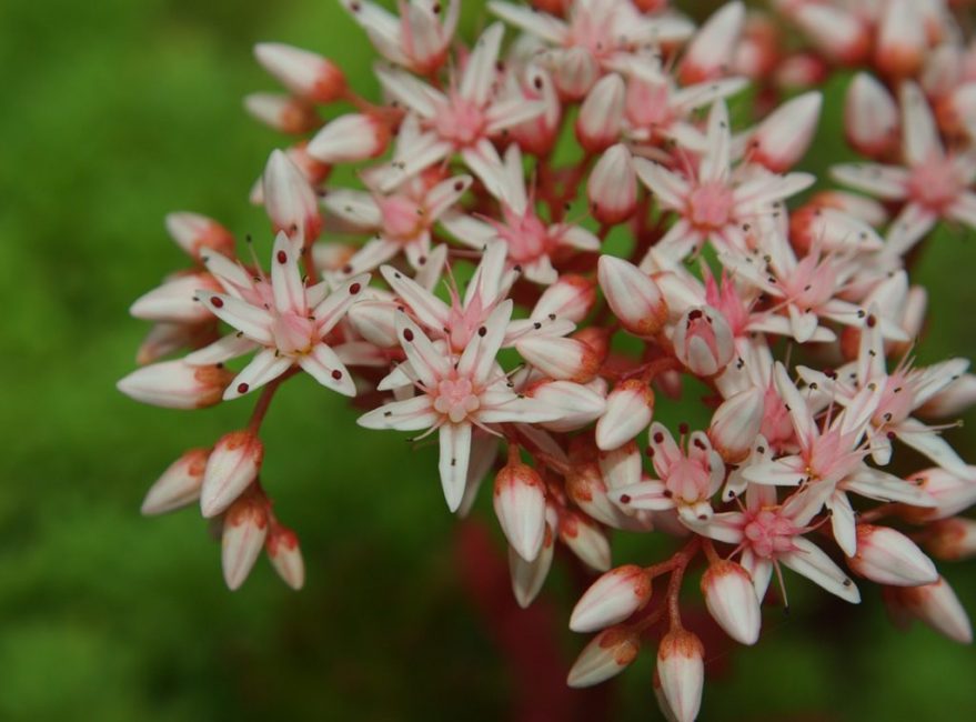 Stonecrop White