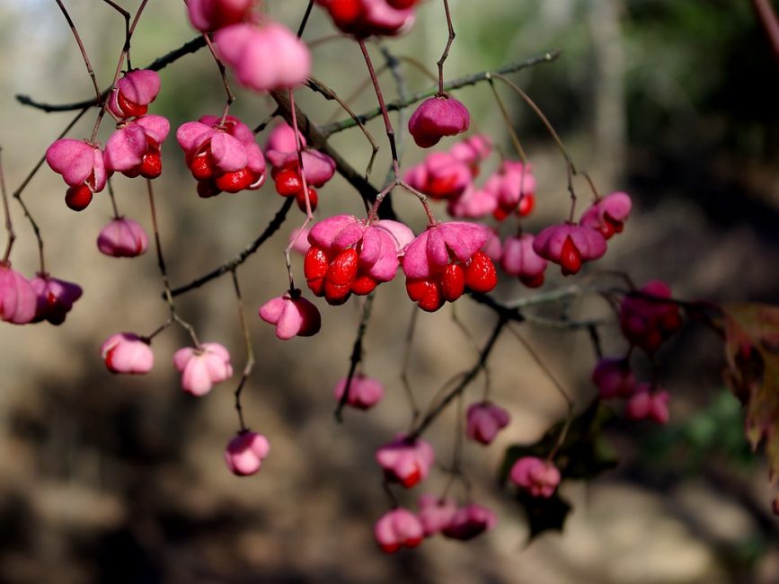 Euonymus Atropurpurea