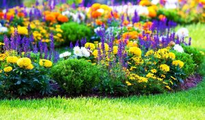 TOP 20 plants blooming in July: what should you choose for a garden, vegetable garden or flower bed?