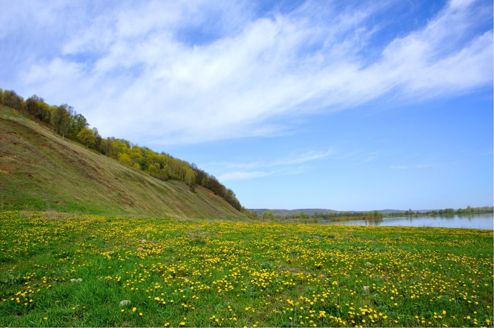 Farfara di campo selvaggio.