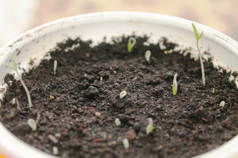 First seedlings