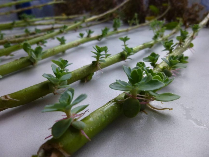 stalk of sedum