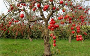 How to plant an apple tree and care for it so that it bears fruit for many years: tips and tricks (Photo & Video) + Reviews