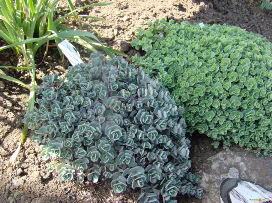 Stonecrops have fleshy leaves that accumulate water in reserve.