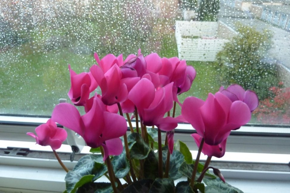 Cyclamen no peitoril da janela